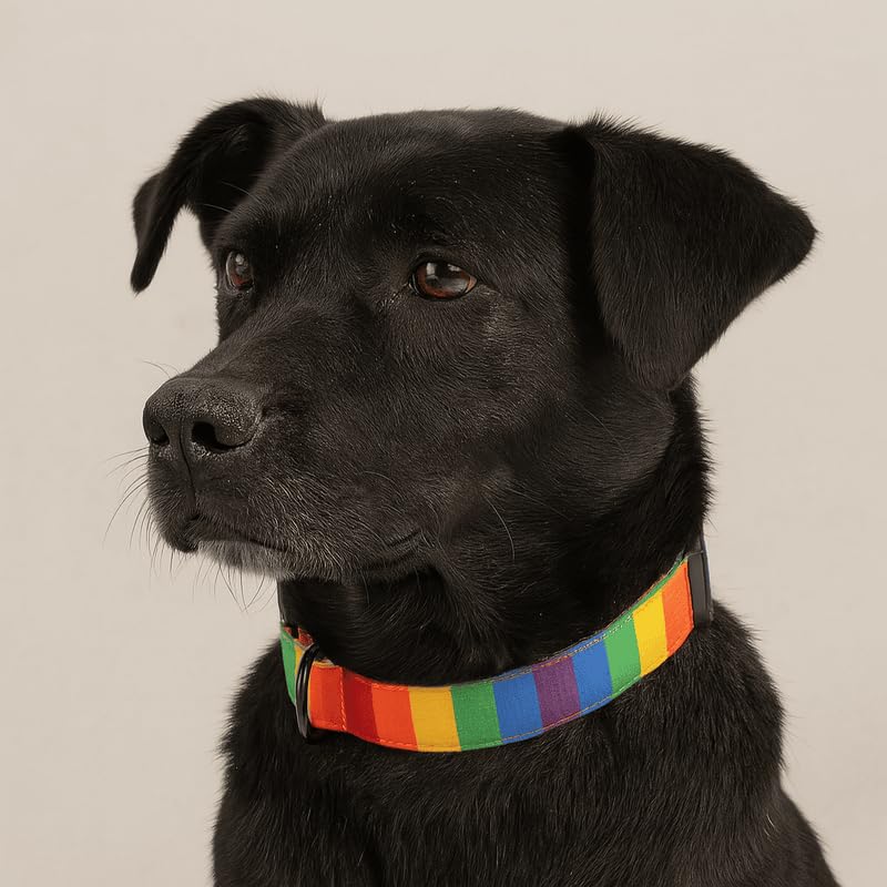 Image of Lana Paws Rainbow Skin-Friendly, Polycotton Fabric Dog Collar Belt, Medium, Adult Indies, Beagles, Cocker Spaniels & Similar,Polycotton,18 Inch,1 Inch