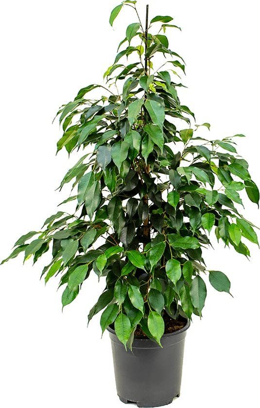 Planta de Interior Ficus Hojas Verdes Ficus Benjamina Natural