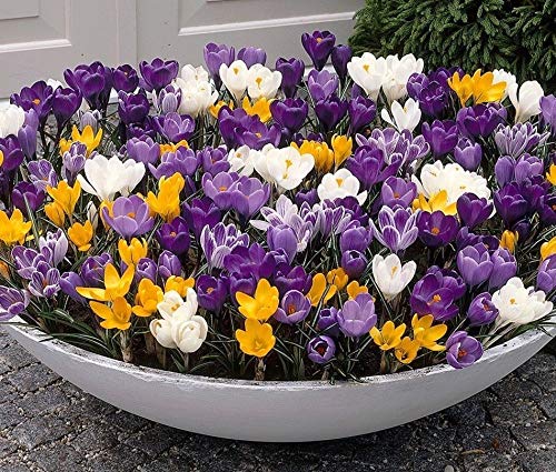 30 Mixed Colors Crocus Bulbs/corms -Hardy Perennial- Purple/Yellow/White Flowers