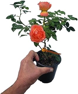 Orange Glow™ Knock Out® Rose - Live Plant - (1 QT)