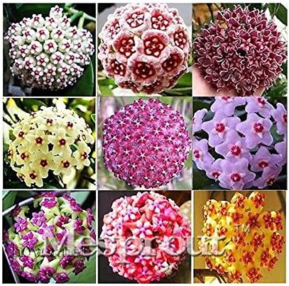 fino shop 100PCS / Bag Hoya kerrii Seed (Hoya kerrii) Family Bonsai Gardening Supplies Variety of Flower Seeds