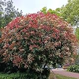 800 piezas Semillas de níspero y petirrojo, maceta de bonsai plantas raras Semillas de níspero macetas plantas de oficina regalo de jardín semillas de variedades antiguas plantas de