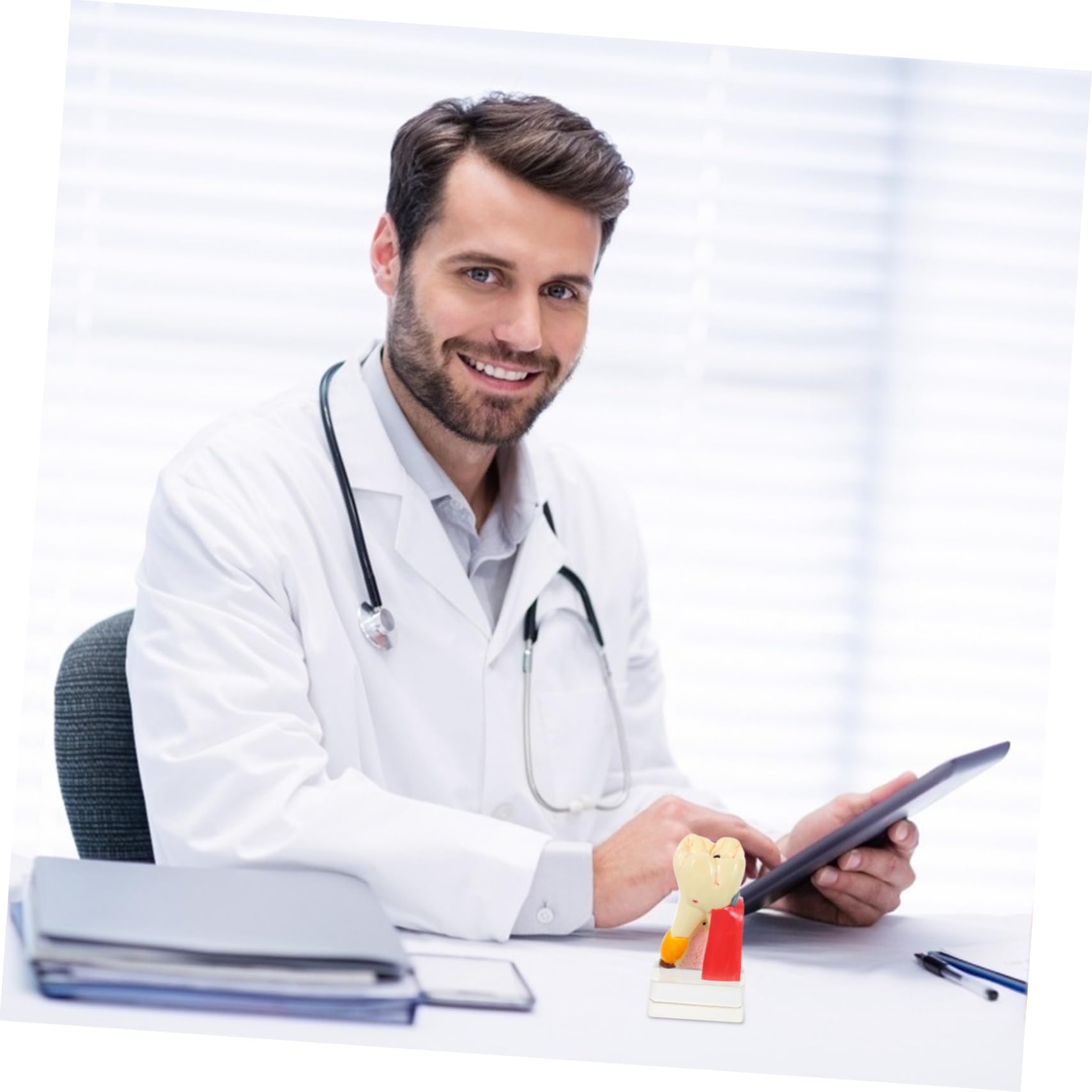Modello Denti Anatomico Didattico in Resina Beige per Demo | Portatile e Leggero, per Insegnamento Odontoiatrico, Modello Patologico per Studio e Presentazione