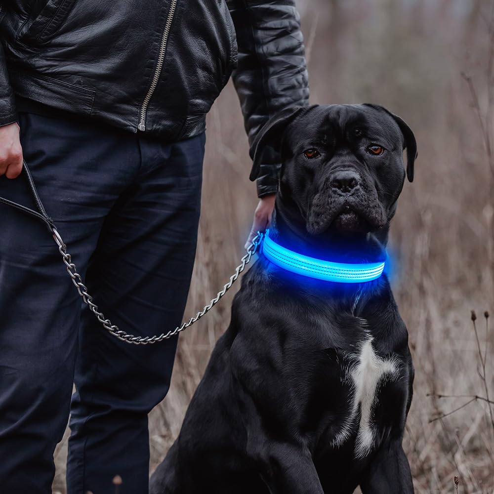 DOMIGLOW Leuchtendes Hundehalsband, wiederaufladbares LED-Halsband, leuchtet im Dunkeln, reflektierendes Haustier-Sicherheitslicht für Hunde, Spaziergänge, Camping bei Nacht (Blau, S)