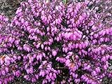 Erica carnea Peggy - Winterheide