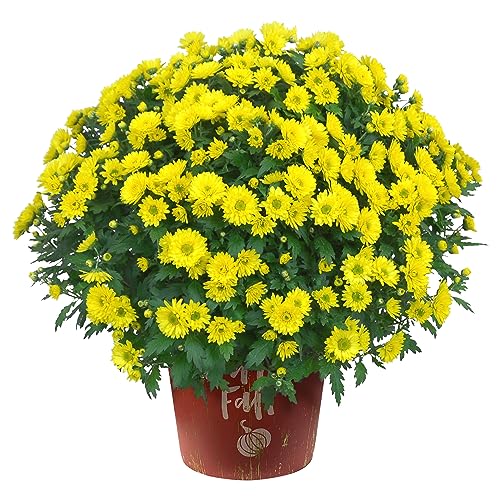 Live Flowering Hardy Chrysanthemum in Happy Fall Deco Planter - Yellow - Beautiful Fall Color - 15