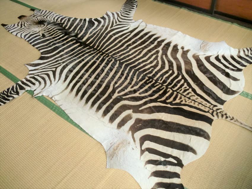 Amazon｜ゼブラ 敷物 299×233 ラグ カーペット 教材 生物 解剖学 美術