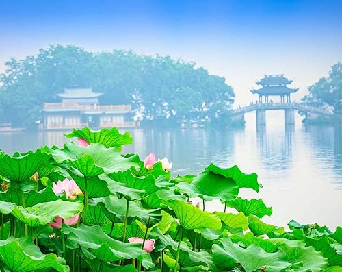 Miniatura 7 de 30 unidades de semillas de loto de bonsái semillas de loto para plantar flores de lirio acuático, plantas acuáticas, plantas de estanque de