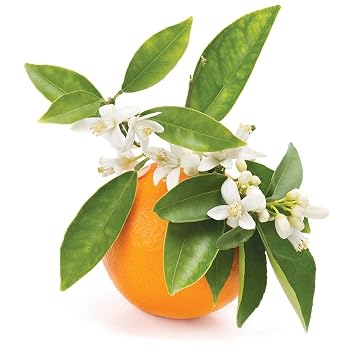 Neroli Water Hydrosol Face Mist Calming 8 oz Spray Toner Aromatherapy Facial Spritz Sprayer Linen Sheets Body Mist Pure Hydrosol Water Hydrating Cleansing Toning Orange Blossom OPO -Packaging May Vary