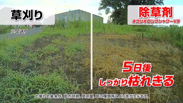 ネコソギ 2個セット 4f8387c286344a9cb60ba959674ee4