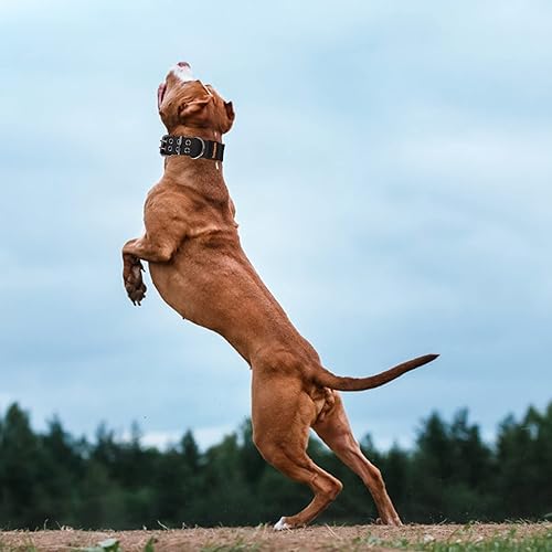 Miniatura 7 de Collar táctico para perros medianos y grandes, collar de perro con hebilla de metal resistente, collar acolchado de neopreno suave para perro,