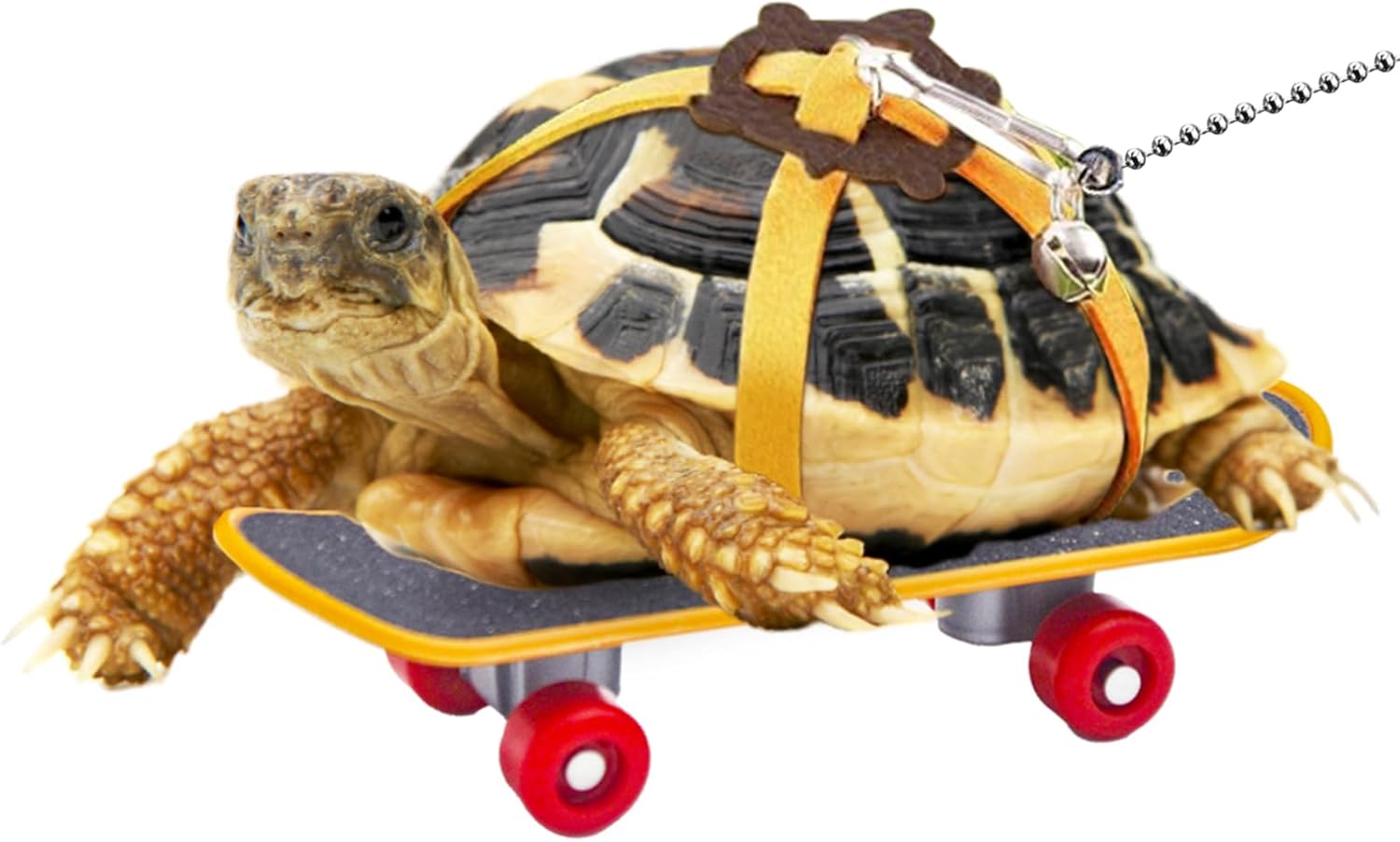 Amazon.com: Doblopup Turtle Skateboard for Real Turtle, Mini Tortoise ...