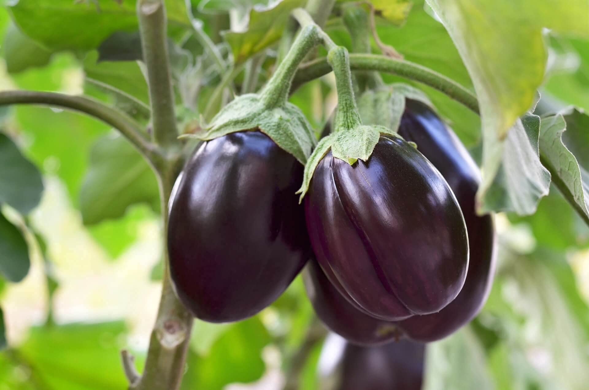 SRI SAI FORESTRY Organic Round Brinjal Seeds, Begun, Kathirikai, Vankaya, Badanekai Vegetable Seeds for Home Garden Pack of 50 (B094NN4HPS) Amazon Price History, Amazon Price Tracker