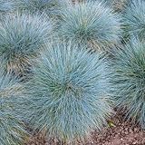 4 Blue Fescue Grasses Plants Well-Rooted, Ornamental Grass Live Plants Perenial, 2 Plants Per Pot, 4 to 8 Inc Tall from Bottom Pot, Fast-Growing Outdoor