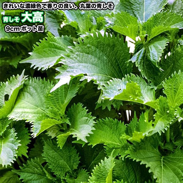 Amazon.co.jp: 青シソ【 大高 】9cmポット苗／丸葉青しそ : DIY・工具