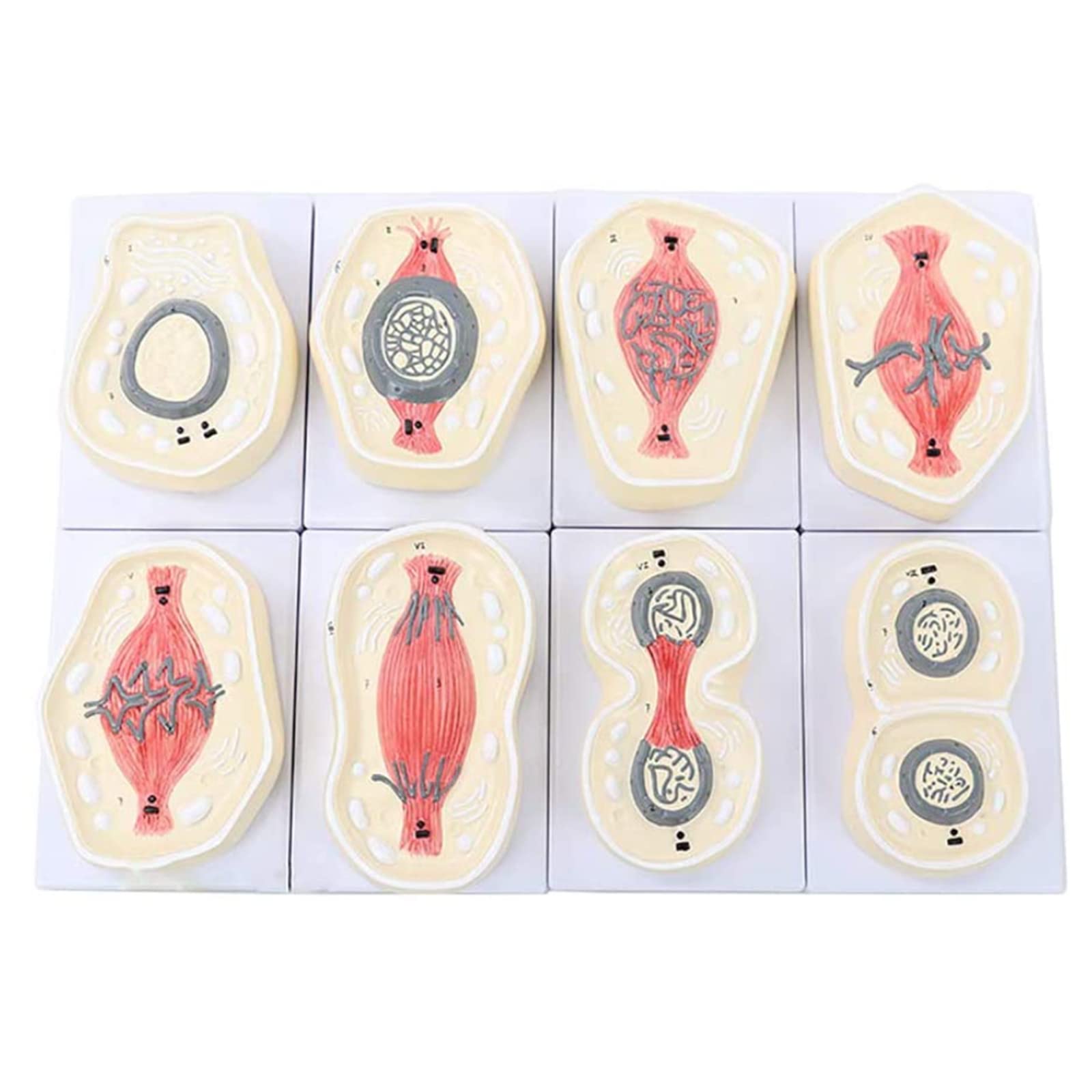 Cell Model Anatomical Cell Mitosis Model Division Chromosome Specimen Indirect Splitting Chromosome Model Medical Teaching Tool for Classroom Biological Genetics Demonstration Tools