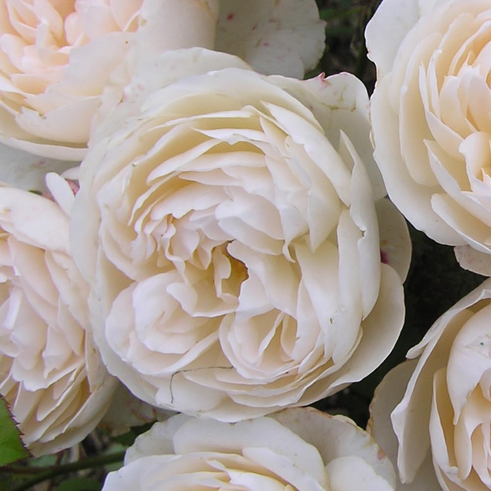 YouGarden Harkness Rose 'Home Sweet Home', Established Rose in 4 Litre Pot, Ready to Plant, Fragrant Shrub Rose for Pots, Beds, and Borders, Summer to Autumn Flowering Creamy Apricot Rose