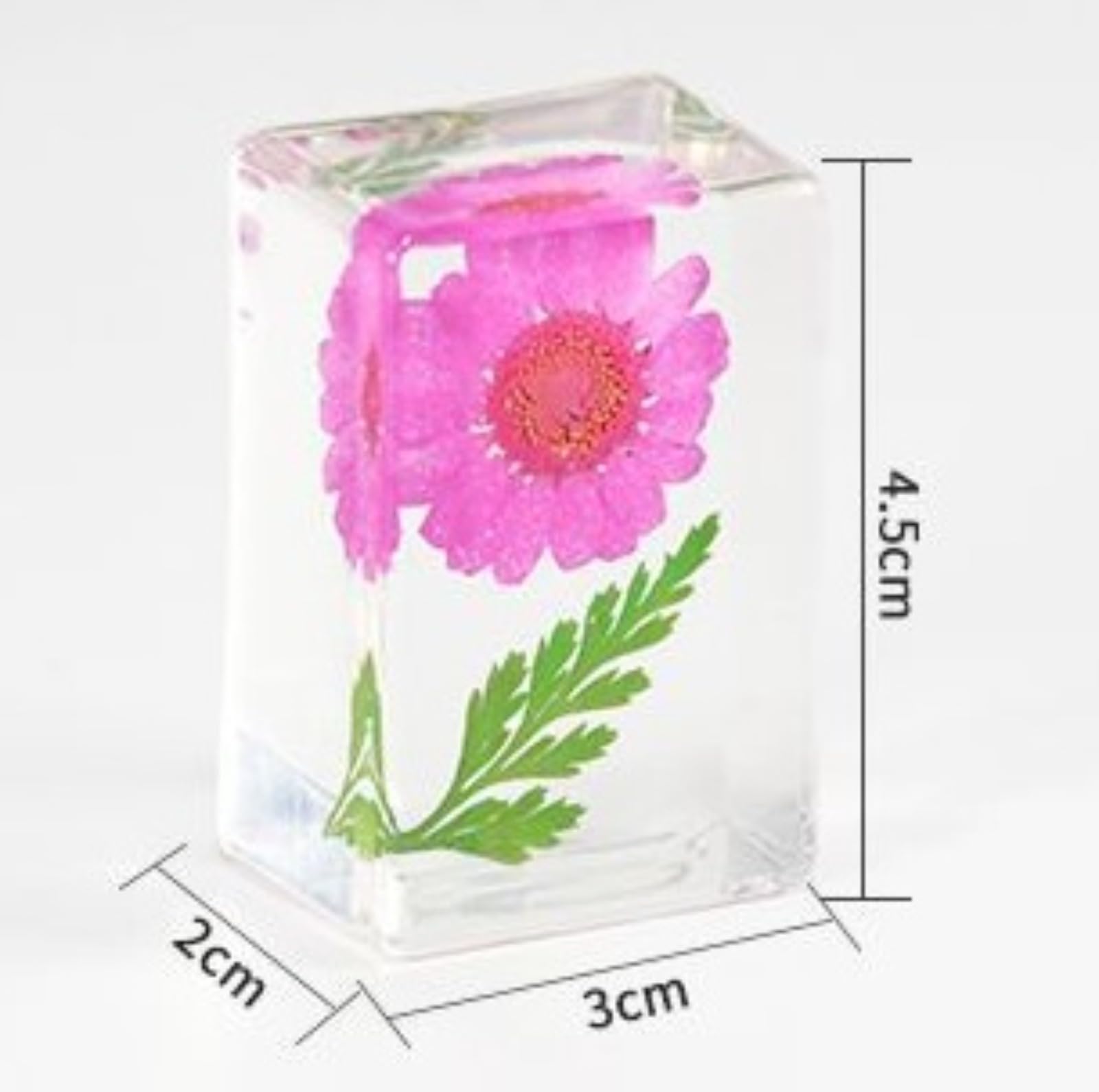12 Stück Blume in Harz Exemplare gepresste Blume Briefbeschwerer Blume aus Harz Exemplare Sammlung für Schreibtisch echte Blumen Proben Papiergewichte für Kinder wissenschaftliche pädagogische