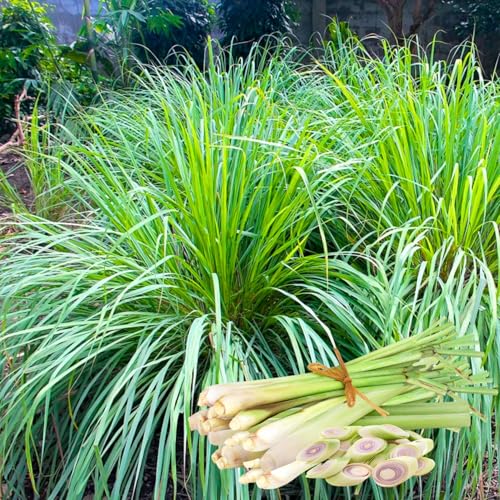 2 Lemon Grass Live Plant, Lemongrass Plants Live Well Rooted, Live Lemongrass Plant for Outside, Herbs for Planting Indoor Outdoor Garden