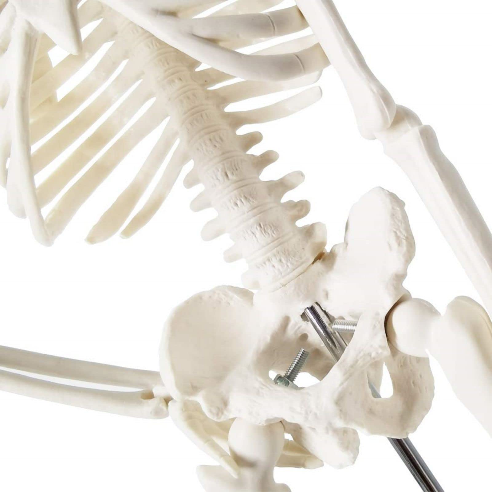Modelo de esqueleto humano mini para anatomía, 45 cm de cuerpo entero, modelo de esqueleto humano y brazos y piernas móviles a base de plástico para enseñanza médica, aprendizaje, educación,