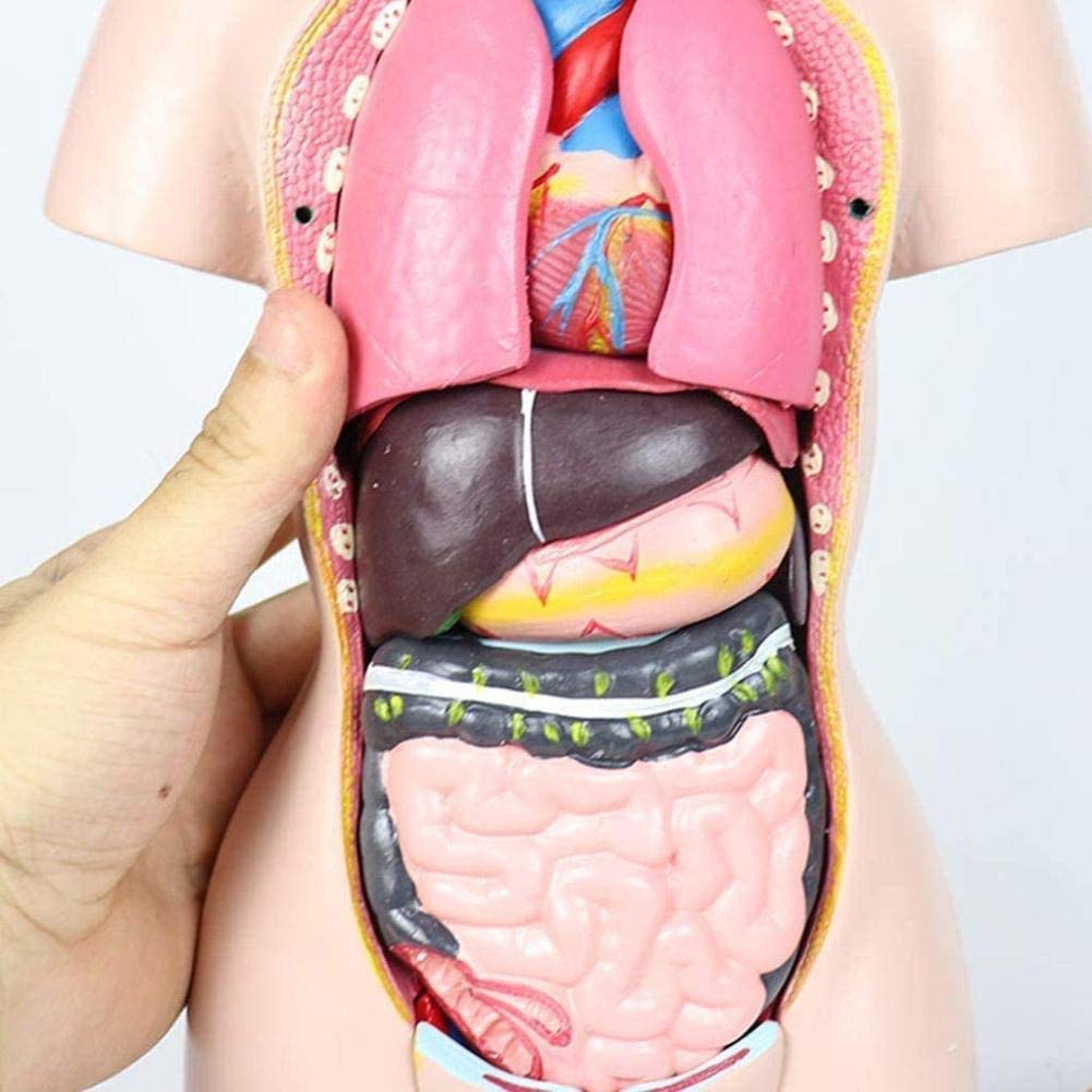 Médico del Modelo y de formación Manual de Modelos juegan 45cm Busto Femenino órganos Modelo de anatomía Humana y Partes de la anatomía del Cuerpo de Las niñas, la Pintura Moderna, 45cm,r...