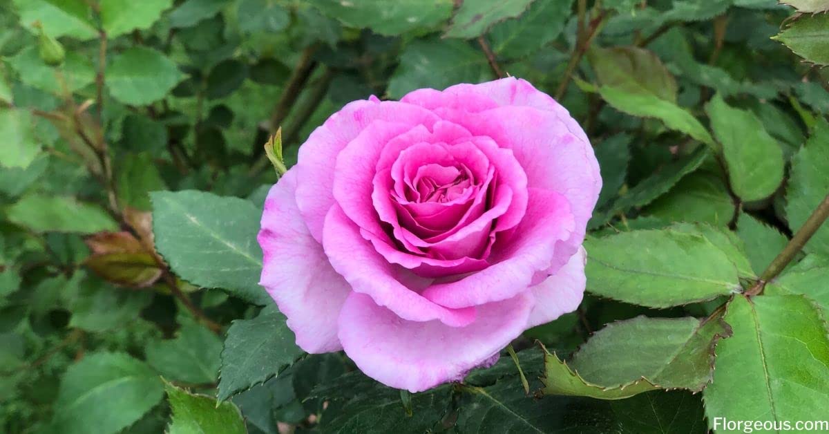 Pink hybrid rose flower live plant hhh