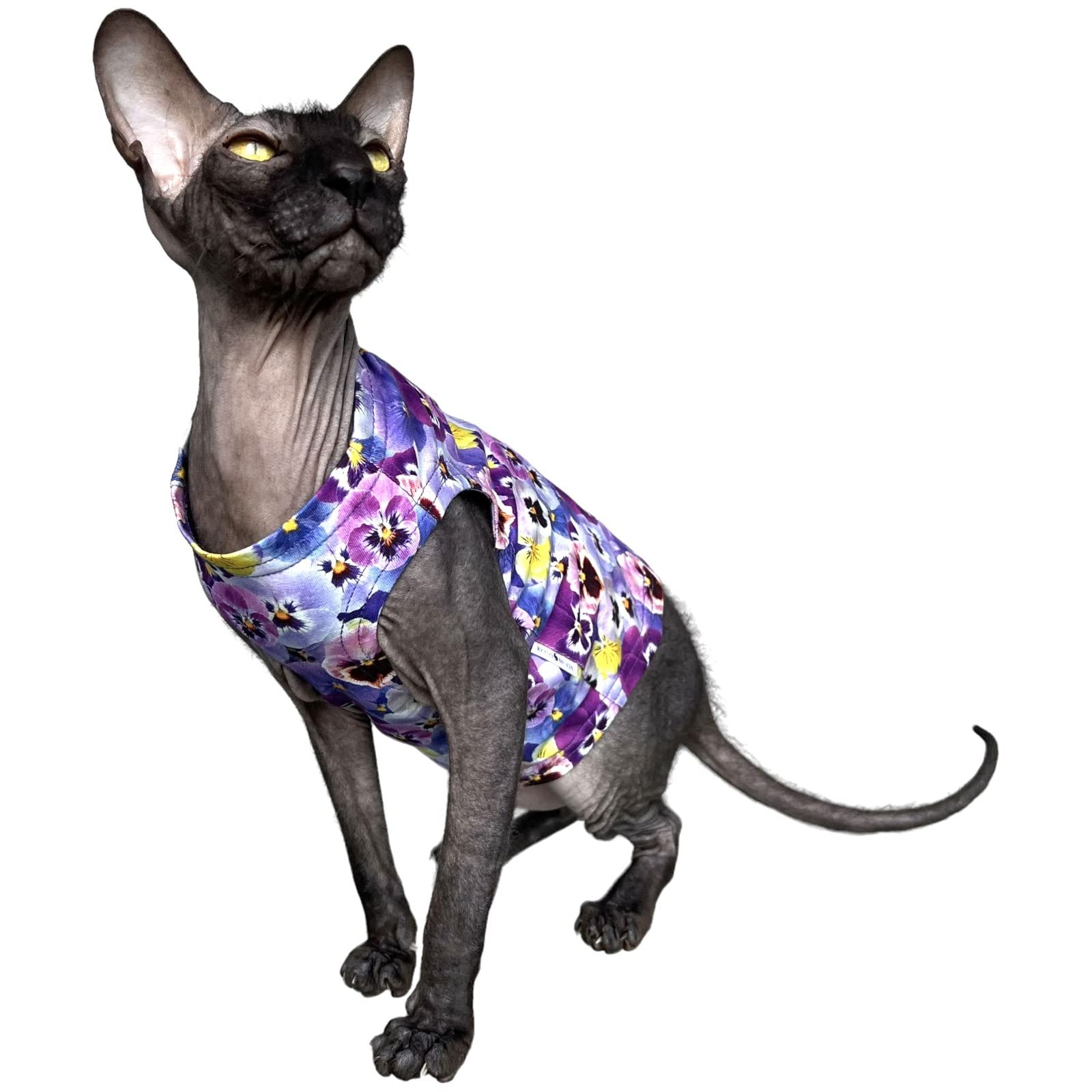 Pensées d'aquarium pour chats sphynx et chats nus : confort pour la maison M