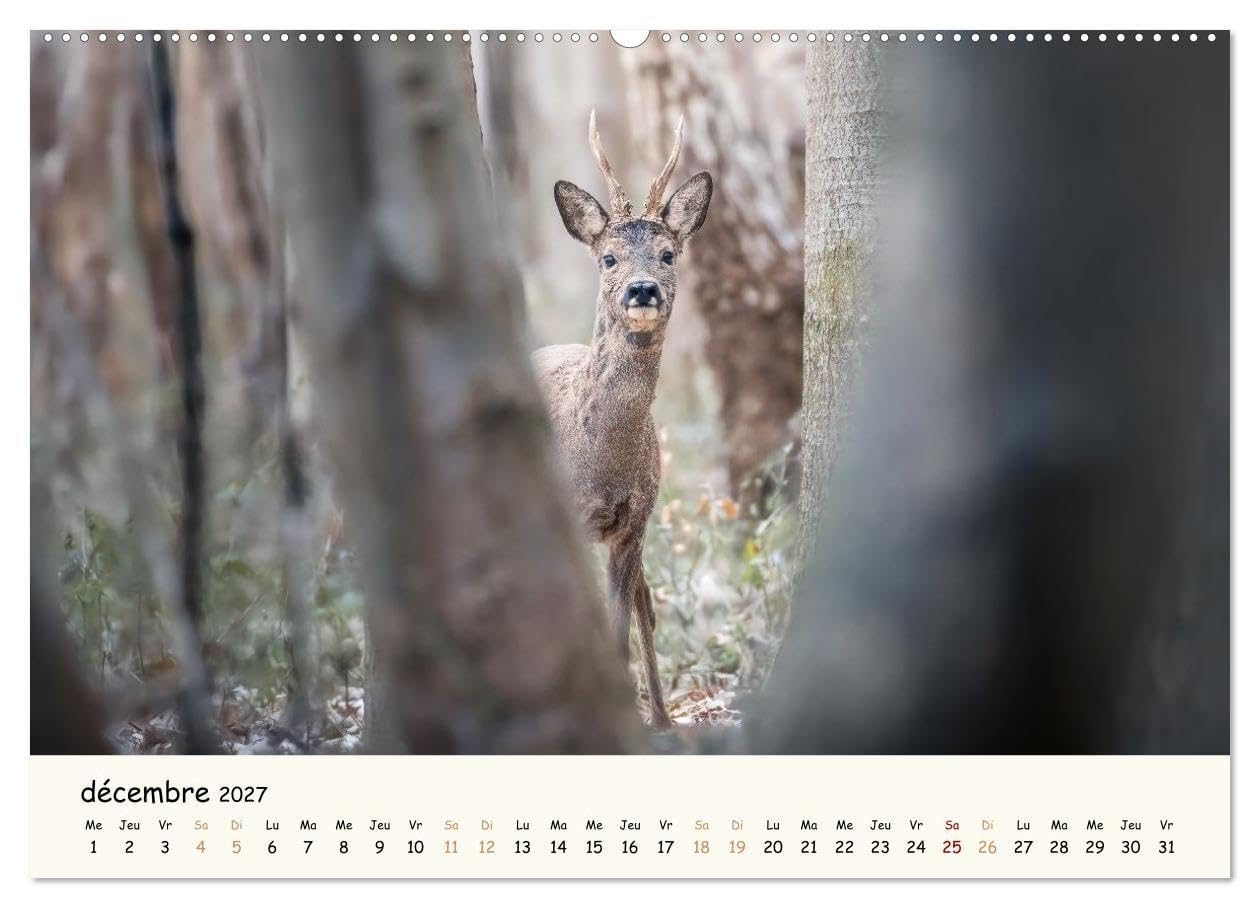Murmures de foret regards d animaux cale: Un calendrier fascinant qui re