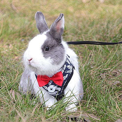 Layboo Soft Handsome Collar Rabbit Little Dogs Cats Harness with Leash Size (M, Navy Blue)