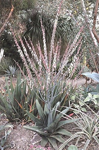 Boschetto Gasteria Excelsa raro enorme succulenta giardino agave aloe semi 20 semi