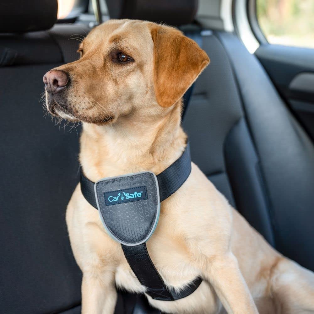 Je hond veilig vastmaken in de wagen, hoe doe je dat