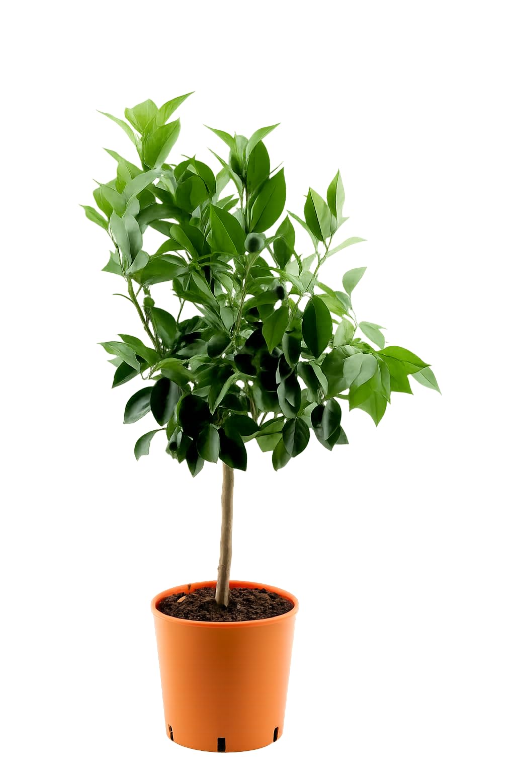 Citrus sinensis Orangenbaum 70100 cm  Echte Apfelsine Zitruspflanze,  mediterrane Zimmerpflanze, bedingt winterhart, duftend, essbare Frchte,  dekorativer Orangenbaum fr Haus & Terrasse : Amazon.de: Garten