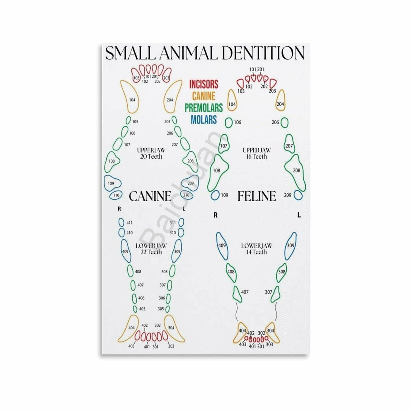 SSOPTMCB Veterinary Study Poster - Canine, Feline & Small Animal Dentition Chart, Anatomy Reference for Students(Framed,12x18inch(30x45cm))