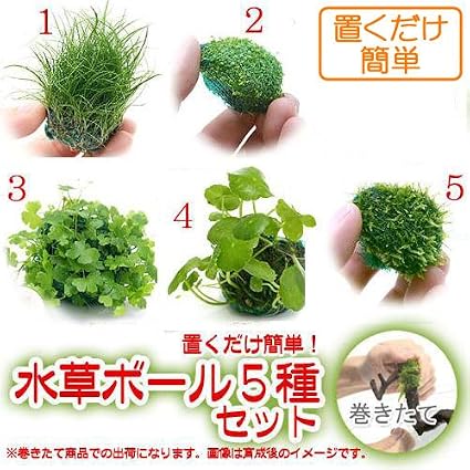 Amazon 水草 置くだけ簡単 水草ボール 無農薬 ５種セット 北海道航空便要保温 Charm チャーム 生体水草 通販