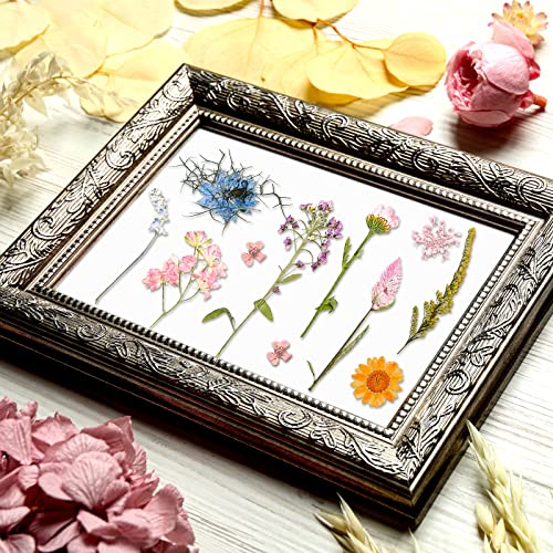 image for Nuanchu Pressed Flowers Resin Flowers for Resin Mold, Real Daisy Dried