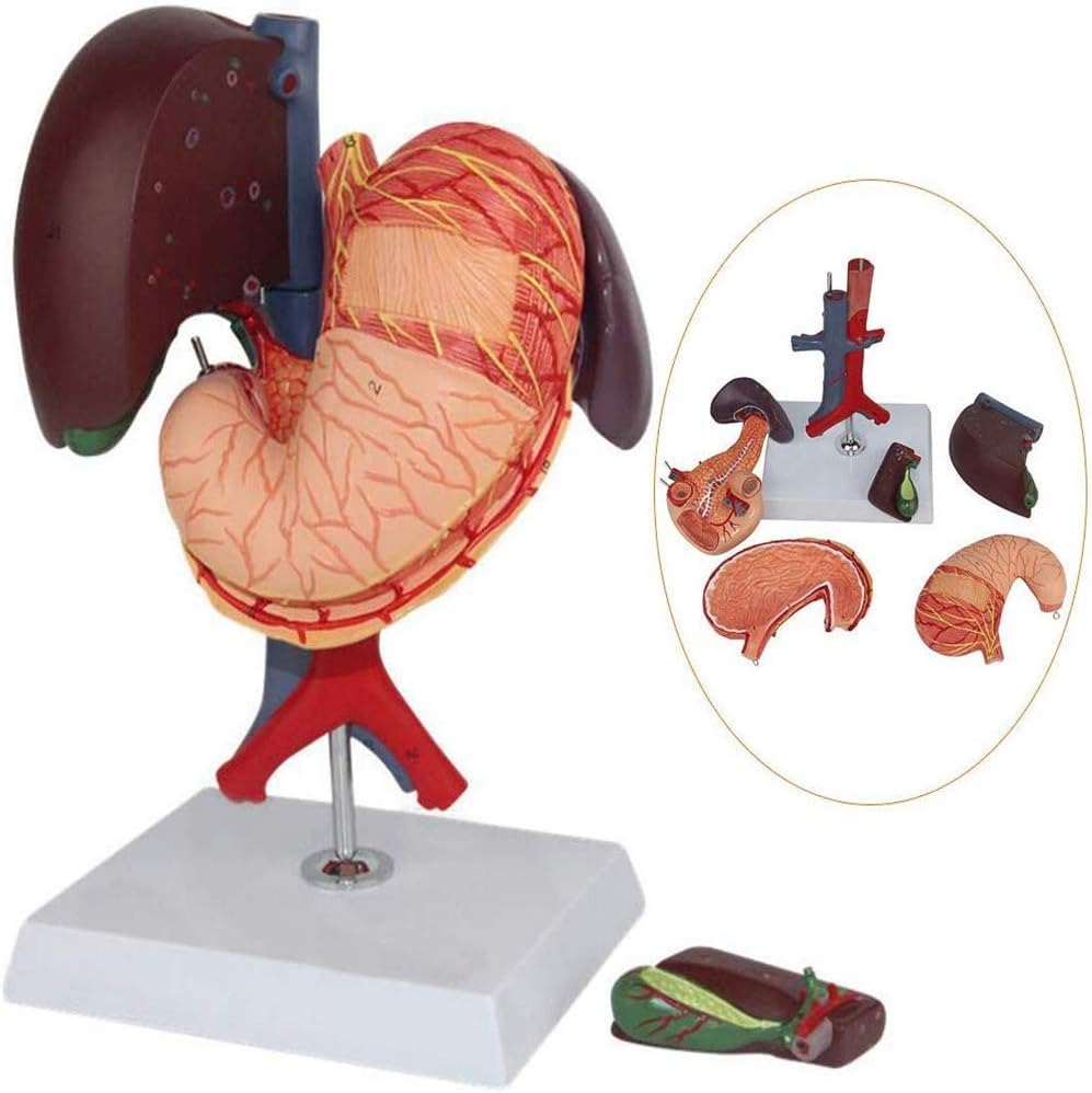 PAEUREU Anatomically Model, Human Stomach Liver Gallbladder Pancreas Duodenum Stomach Model System Organ Gastroenterology for School,Education