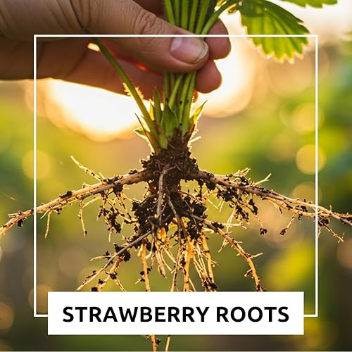 Miniatura 9 de Albion Everbearing - Fruta muy firme, dulce y de alto rendimiento (5 plantas) no se puede enviar a California