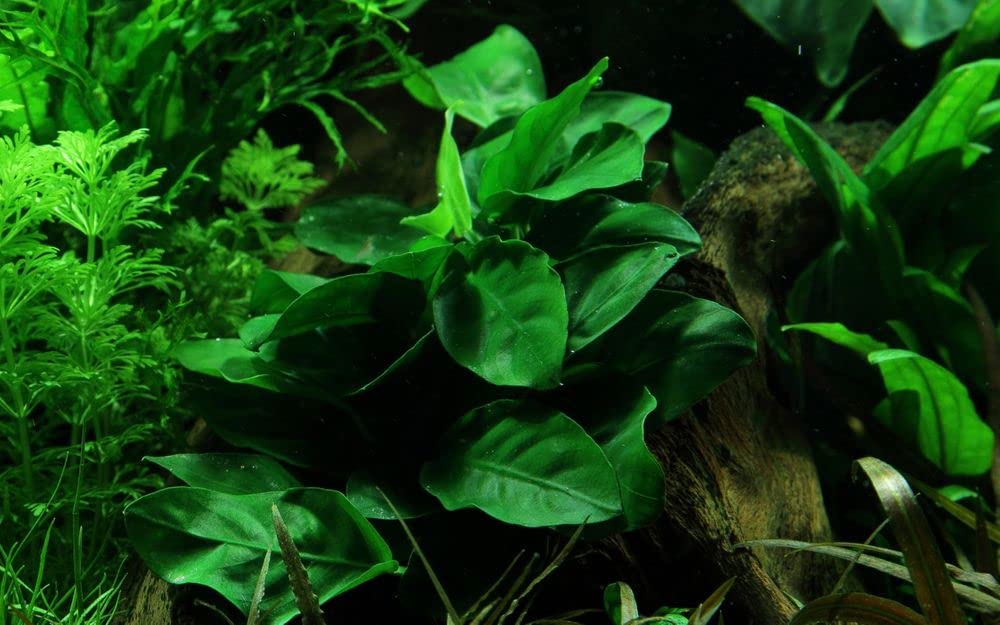 AquaOne Planta de acuario Anubias barteri nana I planta acuática planta acuario/rizoma completamente enraizado fácil de limpiar decoración Aquascaping