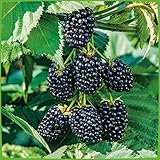 Brombeere 'Navaho®' (dornenlos)