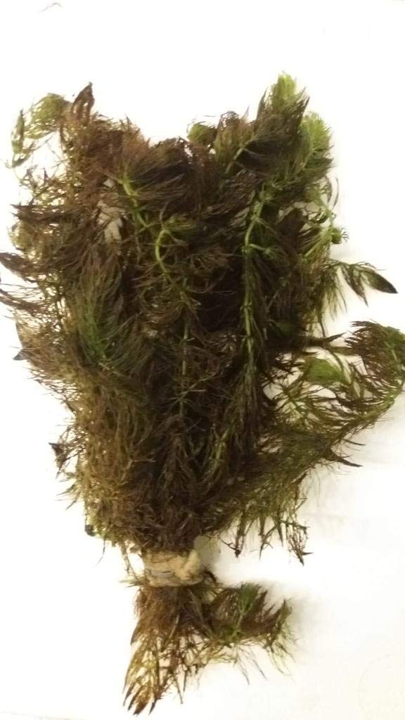 15 Bund/Portionen Hornkraut, Ceratophyllum demersum, für Teich