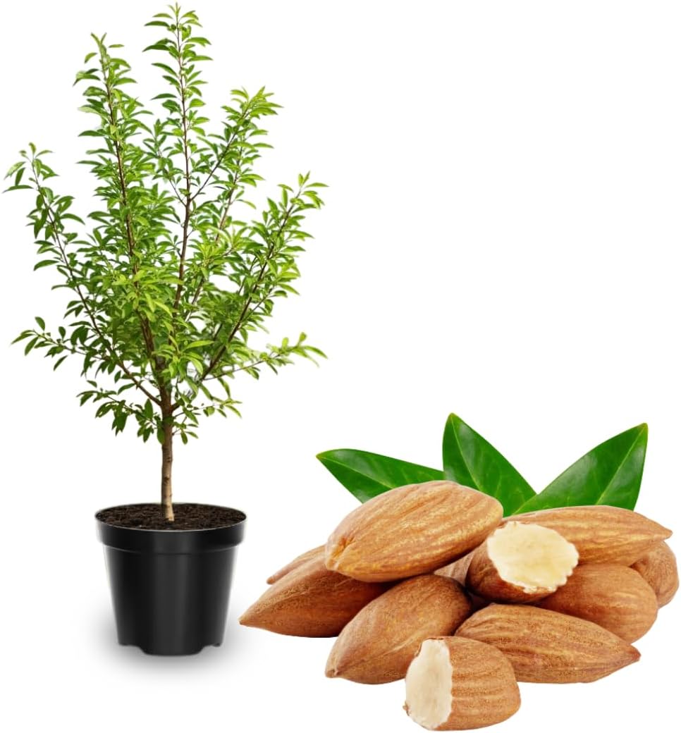 02 Pecan Trees Plants Live Well-Rooted, 1-2 Feet Tall, Dormant, Bare Roots, Hardy Pecan Nut Seedlings Ready to Plant Outdoor, Fast-Growing