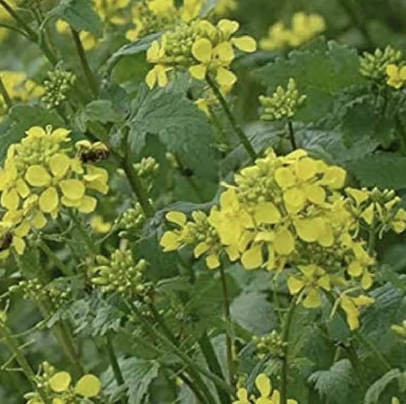 Amazon.co.uk mustard seeds green manure