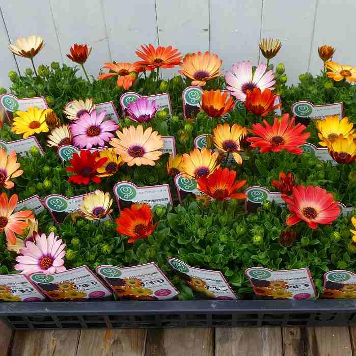 オステオスペルマム挿し木苗3種セット オステオスペルマム挿し木苗3種セット