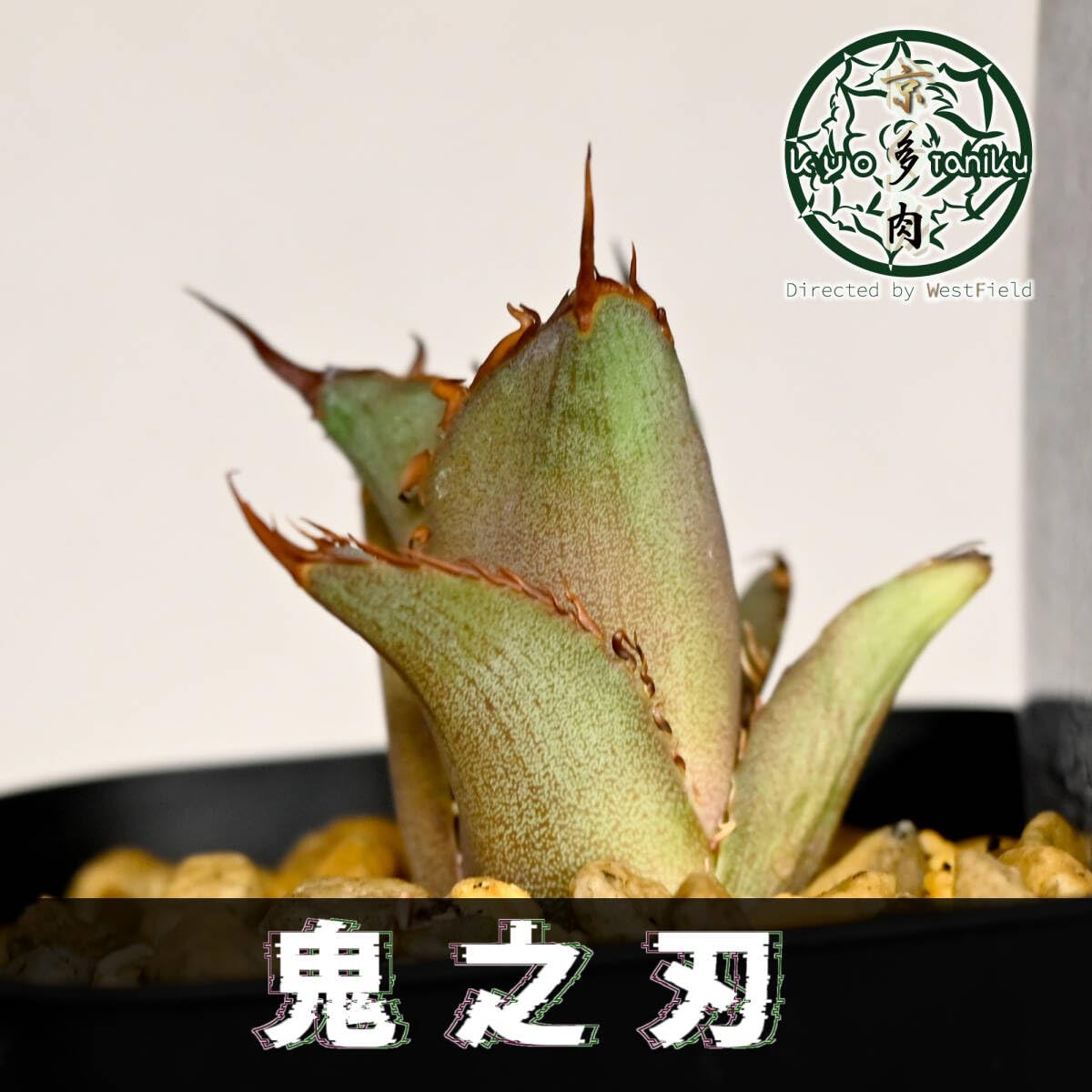 アガベ チタノタ 鬼之刃 【公式通販】