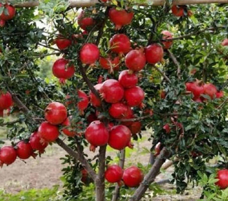 Balbasaur Pomegranate Rare Giant Kandhari Anar Live Hybrid Fruit Plant (B0B8RQJ8FY) Amazon Price History, Amazon Price Tracker