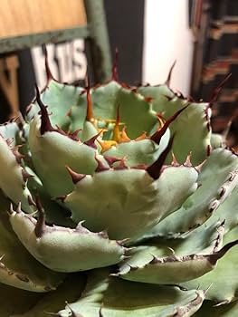 Amazon.co.jp: アガベ 曲刺 八荒雷神 陽炎 台湾産 : おもちゃ