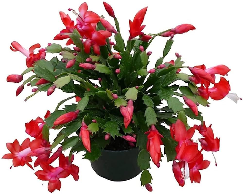 See full amazon price history chart for ONLINE PLANT BAZAR Christmas Cactus Zygo Cactus Indoor Flower Live Plant ONLINE PLANT BAZAR Christmas Cactus Zygo Cactus Indoor Flower Live Plant (B0CNWC5V8M) Amazon Price History, Amazon Price Tracker