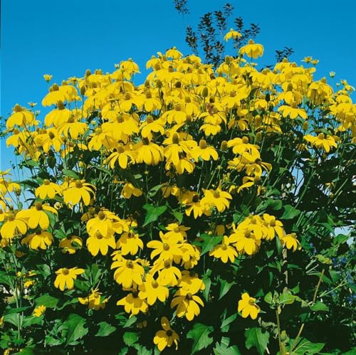 Rudbeckia maxima ca. 9x9 cm Topf - Riesen-Sonnenhut, gelbe Blüten, Blütezeit Juli-September, ideal für Rabatten, trockenheitsresistent, pflegeleicht