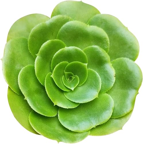 Aeonium Green Platters (4 pulgadas)  Suculentas de interior fáciles de cultivar para decoración del hogar y la oficina