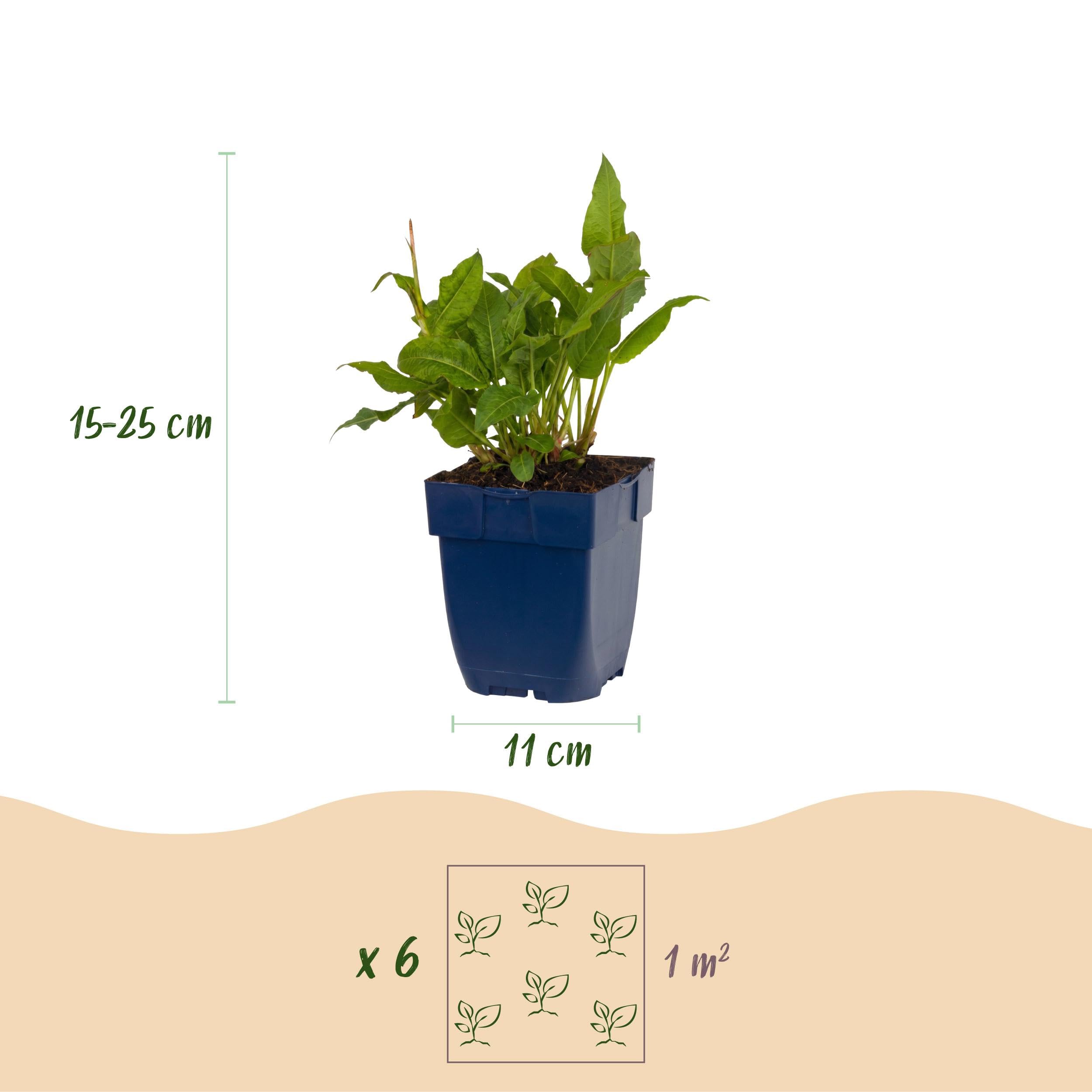 Persicaria ampl. Rosea – rdest – cień – różowy – 3 rośliny - 15-25cm - Ø11cm - Roślina ogrodowa